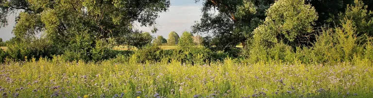 Bienenweide e.V. Header