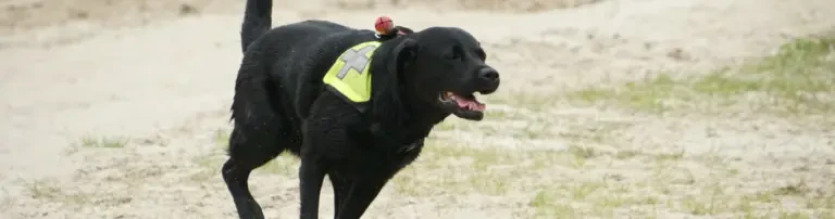 Rettungshundestaffel Cuxland e.V. Header