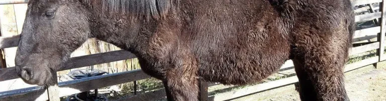 Schlachtfohlen auf dem Weg ins Glück e.V Header