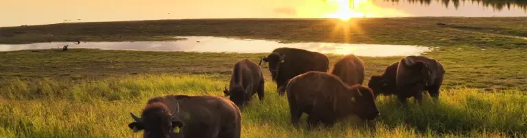 Pleistocene & Permafrost Stiftung Header