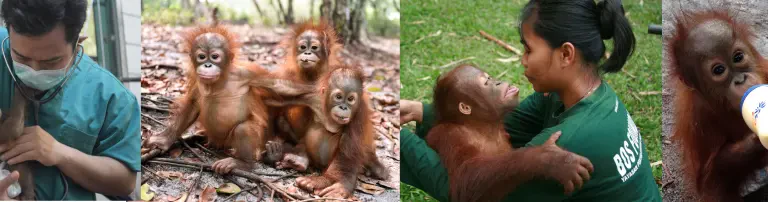 Borneo Orangutan Survival - BOS Deutschland e.V. Header