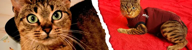 Katzen-Notfällchen Lolly - Teil 2 Header