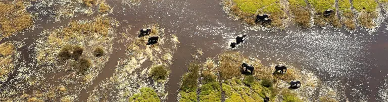 Welterbe und Paradies für Wildtiere – Das Okavango-Delta ist in Gefahr! Header