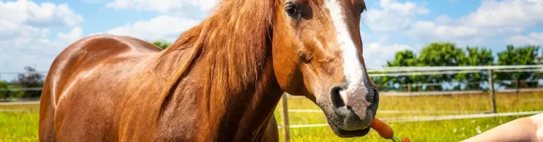 Möhrchengeber - Vernetzte Tierhilfe für Pferde Header