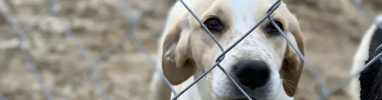 Kauf von wetterfesten Hundehütten Header