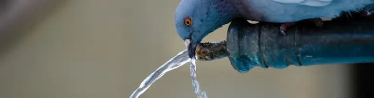 Futter für betreute Taubenschläge Header