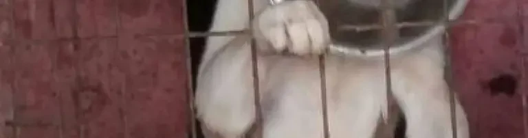 Hilfe für die Hunde in unserem Hundeschutzhaus in Deutschland Header