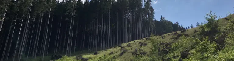 Aufforstung Oberried bei Freiburg i. Br. / GRIMM-Küchen-Wald Header