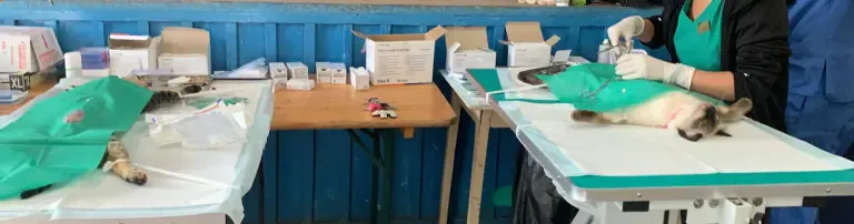 Laufende Kastrationsaktionen in Nasaud/Rumänien Header