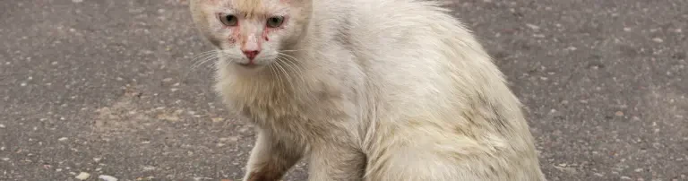 Aufnahme und Versorgung von Katzen aus der Ukraine Header