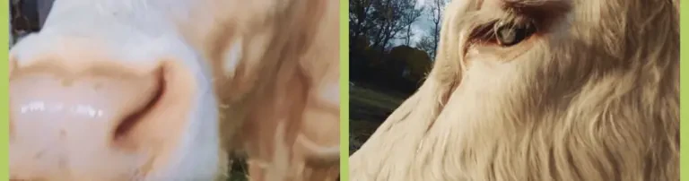 Spendenaktion für die Rettung des blinden Bullen "Stevie" Header