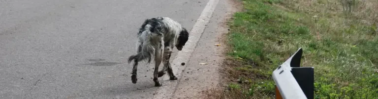 Valencia: Hunde in Not Header