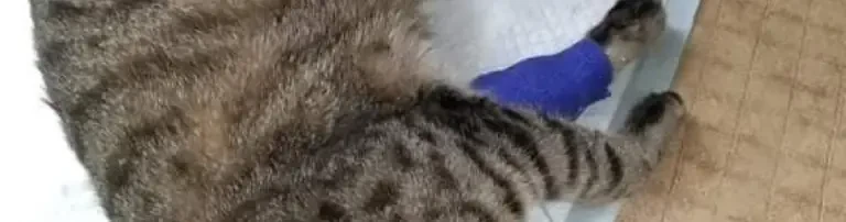 Tierarztkosten Kätzchen Csicsa Header