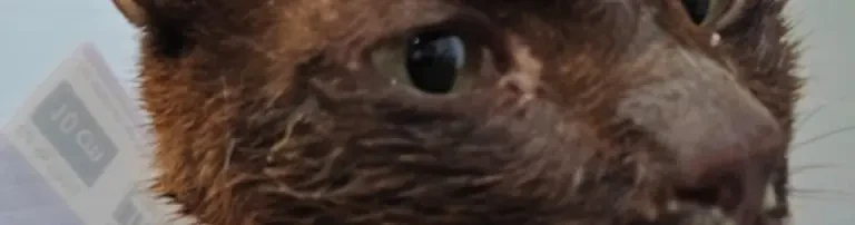 Katzen aus illegalem Tierblut-Handel brauchen unsere Hilfe! Header