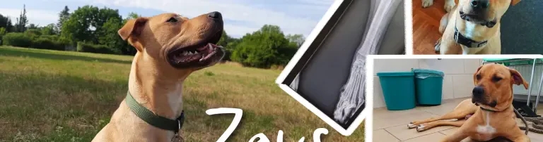 Tierschutzhund ZEUS / Bein-OP Header