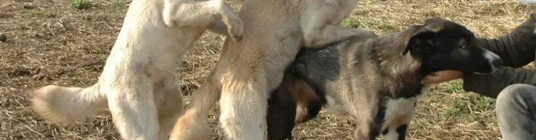 Kastrationen für Hunde im Tierheim Header