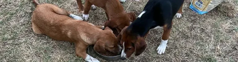 Futter für unsere Schützlinge in Bosnien und Herzegowina Header