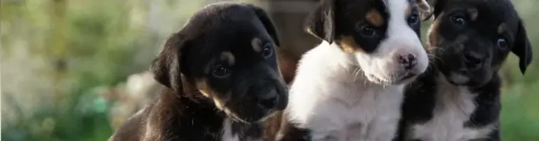 Tierarztkosten für Hunde der Hoffnung / Perros de la Esperanza Header