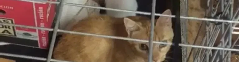 Katzensterilisation Header