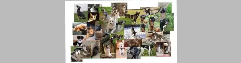 🐾 Hilfe für die Vergessene Seelen – Sechs Hunde und ein Haufen gebrochener Versprechen 🐾 Header