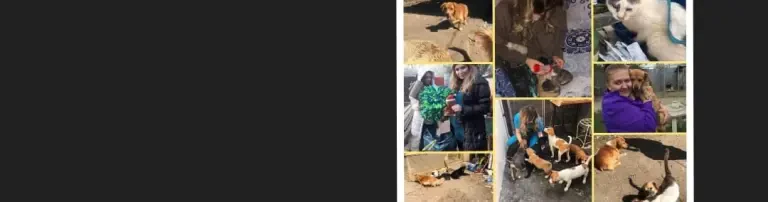 Unterstützung für das Tierheim von Elena Carmina Butuc in Budesti Header