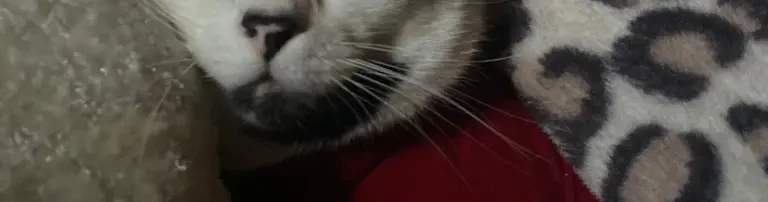 Hilfe für Kater Max Header