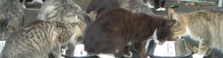Versorgung frei lebender Katzen Header