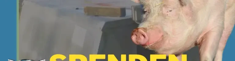 Der Kaiserin neue Hütte - Schweinehütte für Sissi Header