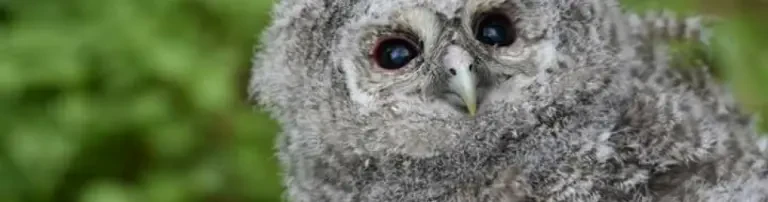 Jungvogel- und Jungtier-Saison 2023 Header