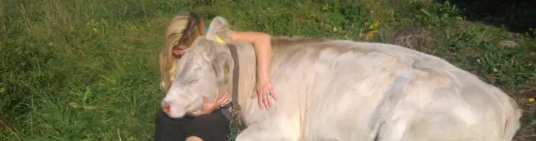 Tiertransport-Anhänger für gerettete Rinder etc. Header