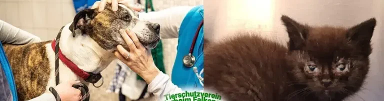 Unterstütze das Tierheim Falkensee & seine Bewohner Header