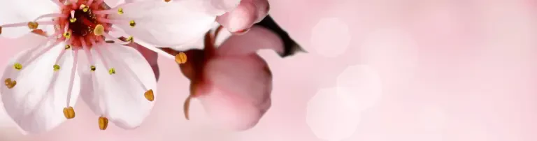 Kirschblütenfest Header