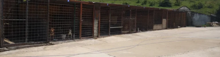 Hilfe für die Hunde in Moldova-Noua (Caras-Severin) Rumänien Header