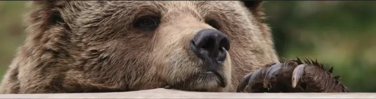 Medikamente für unsere Bären Header