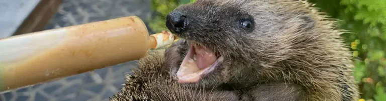 Igelhilfe 🦔 - Gefrierschrank zur Lagerung von Bienendrohnen (Lebenselixir für ausgehungerte Igel) Header