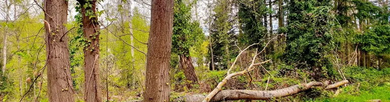 Wilde Wälder Header
