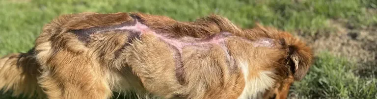Futter für die Tierhilfe Zala Header