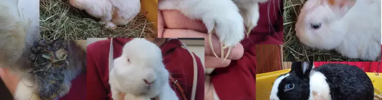 Kaninchen - Tierarztkosten Header