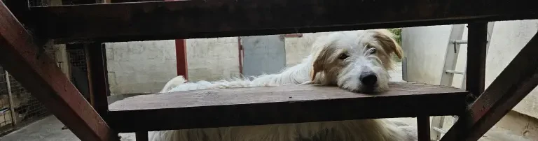 Futter um 250 Hunde über den Winter zu bringen Header