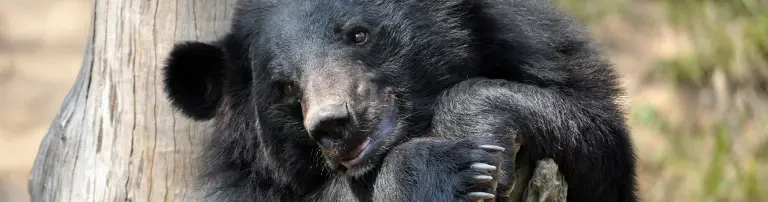 Tibetbär - Unser Herzensprojekt ♥ Header