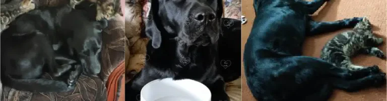 Futter- und Medikamentenkostenbeihilfe Merlin Header
