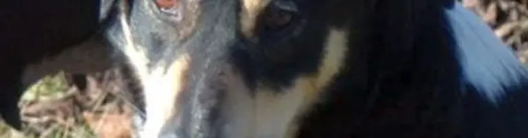 angefahrener Hund braucht Deine Hilfe Header