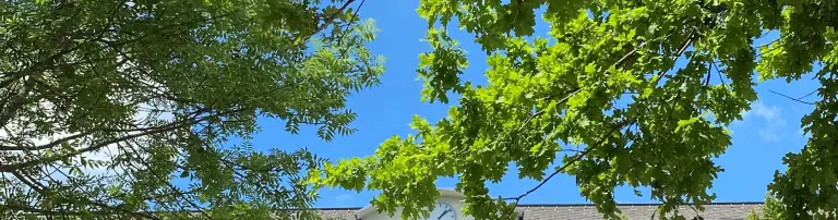 grünes Klassenzimmer Header