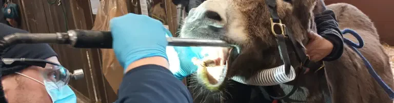 Unsere Tiere sollen nicht noch mehrt leiden. Header