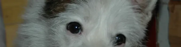 Unser Einsatz für Hunde von der Straße Header