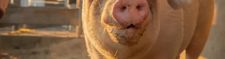 Unterstützung für die Tiere auf unserem Lebenshof! Header