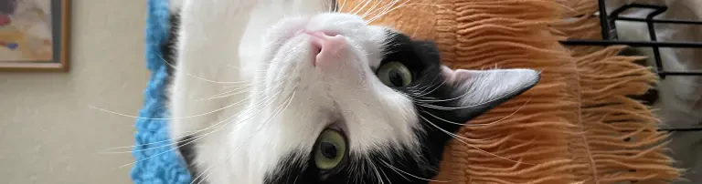 Futter, Streu und Spielzeug für die Katzen-WG Header