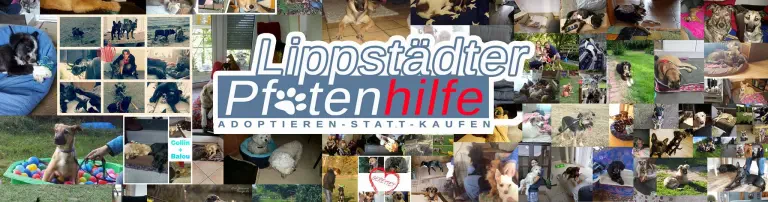 Futter für unsere Hunde Header