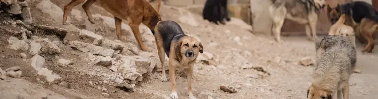 Heizstrahler für unser Hundeasyl Header