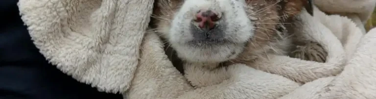 Versorgung/Rettung Strassenhunde in Bulgarien Header